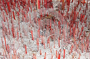 Close up burned Incense sticks in joss-stick pot