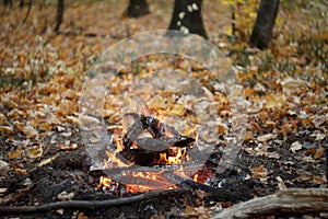 Close-up of a burning bonfire in the forest, firewood and embers on fire in the autumn forest, selective focus