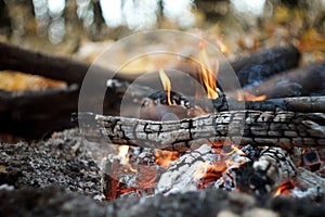 Close-up of a burning bonfire in the forest, firewood and embers on fire in the autumn forest, selective focus