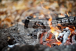 Close-up of a burning bonfire in the forest, firewood and embers on fire in the autumn forest, selective focus