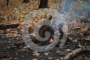 Close-up of a burning bonfire in the forest, firewood and embers on fire in the autumn forest, selective focus