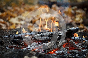 Close-up of a burning bonfire in the forest, firewood and embers on fire in the autumn forest, selective focus