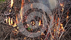 Close up burning pile of dry leaves and twigs with a large dry branch and some green plants and brown leaves on top of