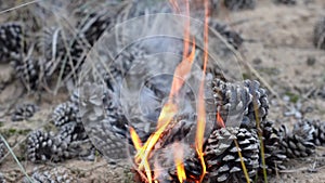 Close-up of burning pine cones outdoors.