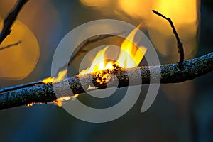 Close up of burning tree branch in forest