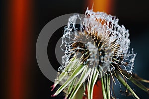 Close-up of burnt dandelion fluff