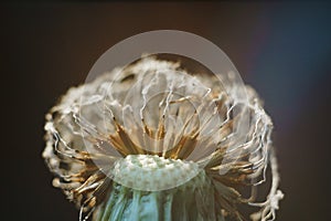 Close-up of burnt dandelion fluff