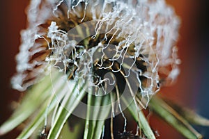 Close-up of burnt dandelion fluff