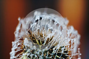 Close-up of burnt dandelion fluff