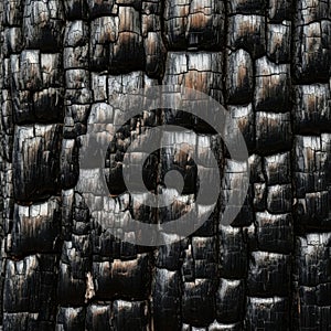 Close-up of burnt tree bark