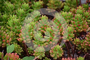 close up of a burro's tail cactus