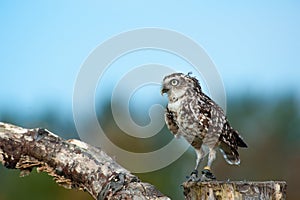 Close up of Burrowing Owl