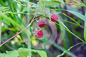 Close-up of the bush branch with red ripe raspberries in the fruit garden in summer season on green leaves background.
