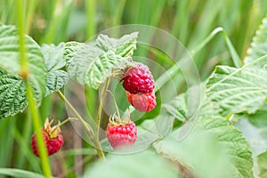 Close-up of the bush branch with red ripe raspberries in the fruit garden in summer season on green leaves background.