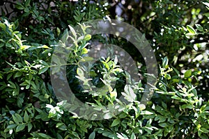 Close-up of bush brunch with small fresh green leaves. Decorative gardening, beauty of nature concept