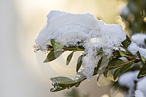 Close-up of bush brunch with small wet green leaves covered with thick snow on bright blurred sunny abstract copy space background