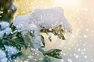 Close-up of bush brunch with small wet green leaves covered with thick snow on bright blurred sunny abstract copy space background