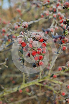 Beeren kristalle 