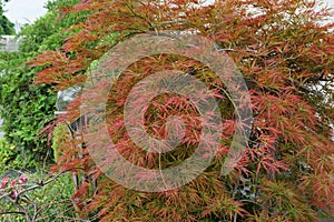 Close-up of a bush of decorative red maple Acer japonicum in the