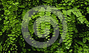 Close up of Bush Maidenhair Fern or Common Maidenhair Fern (Adiantum aethiopicum) photo