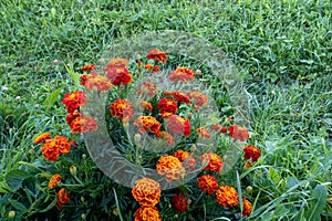 Close-up bush of orange tagetes flowers on the field with mown green grass background for post, screensaver, wallpaper