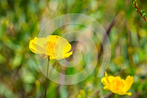 Close up of Bush poppy Dendromecon rigida wildflower, California photo