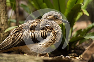 Close up of a Bush Stone-Curlew
