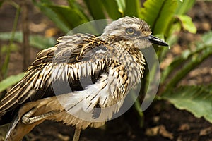 Close up of a Bush Stone-Curlew