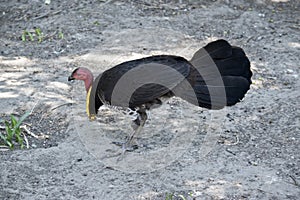 This is a close up of a bush turkey