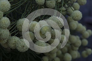 close-up: bush of white allium flowers