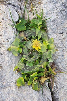 Close-up of bush with yellow flower