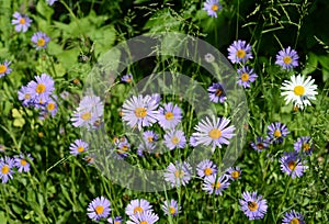 A close-up on bushy aster dumosus woods purple starting blooming on a flowerbed in autumn