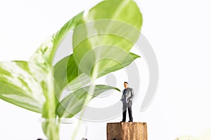 Close up business man standing and looking at Epipremnum aureum Golden pothos