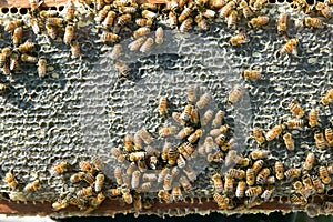 Close up of busy worker bees on honeycomb panel