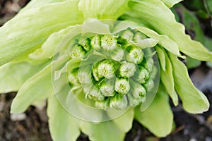 Close up of butterbur sprout
