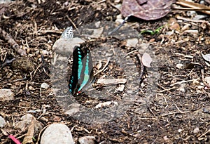 Close up butterflies flying inside a butterfly garden, butterfly in natural habitat