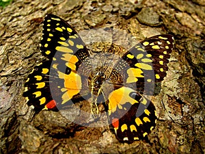 Close up on a butterfly