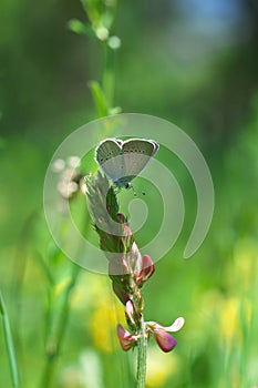 Close up with butterfly