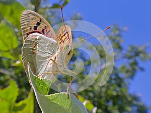 A close-up butterfly against a backdrop of greenery and blue sky