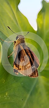 Close up butterfly in Bangladesh photo