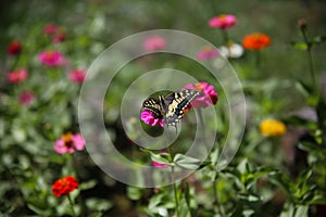 Close-up of a butterfly with black and beige open wings, among the colored corollas of zinnias