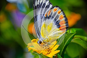 close-up butterfly on blossom yellow flower