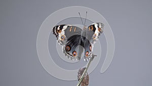 Close up butterfly Blue Pansy on a branch after emerging from the chrysalis or pupa. Macro footage