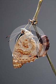 Close up butterfly Blue Pansy on a branch after emerging from the chrysalis or pupa. Macro photography