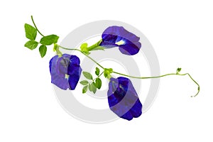 Close up Butterfly blue pea flowers on white background