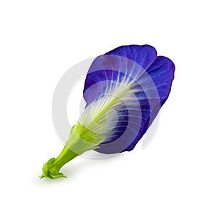 Close up Butterfly blue pea flowers on white background