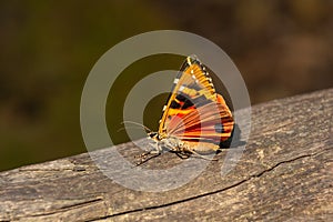 Close-up of a butterfly Callimorpha Euplagia quadripunctaria. Jersey tiger. Side view