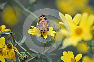 Close up butterfly captured in NC