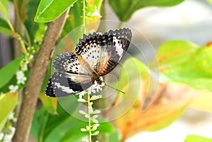 Close-up butterfly with Citharexylum spinosum white flower or Florida fiddlewood or Spiny fiddlewood or Fiddlewood tree