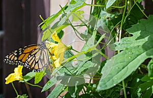 Close up of Butterfly Common tiger species on the yellow flowers.